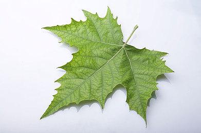 媒体猜测三星全新高速TF卡将用于Switch2